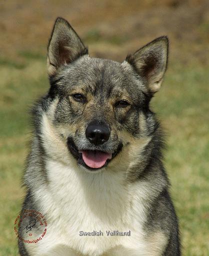 Swedish Vallhund 9K001D-15.JPG